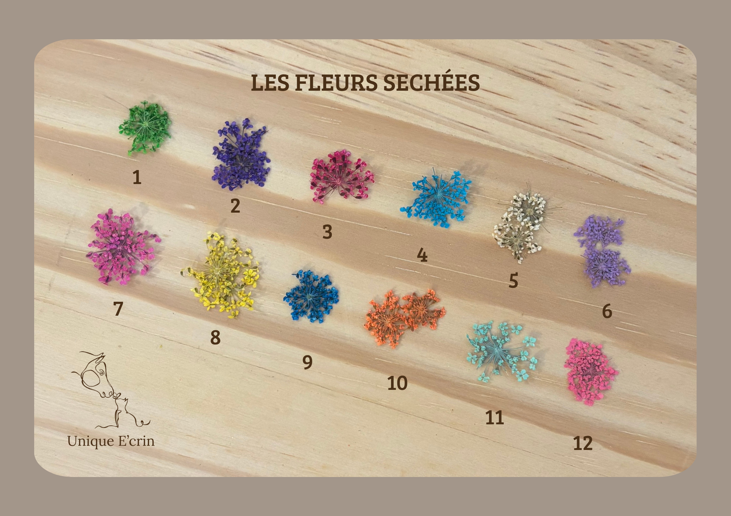 coloris fleurs séchées