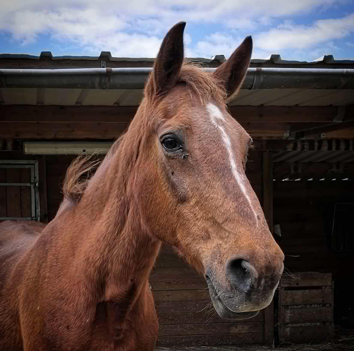 cheval Hildegarde